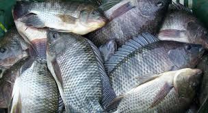 PEIXE PARA OS SOSSEGUENSES